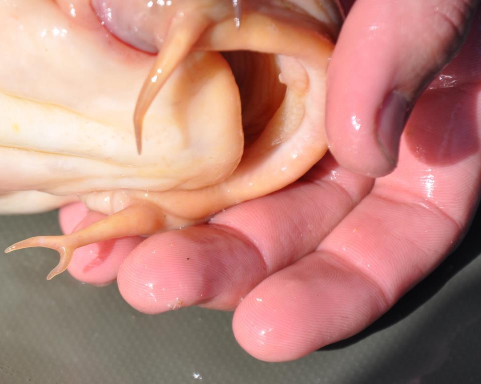 carp - 64424102006865968322931389309964n.jpg